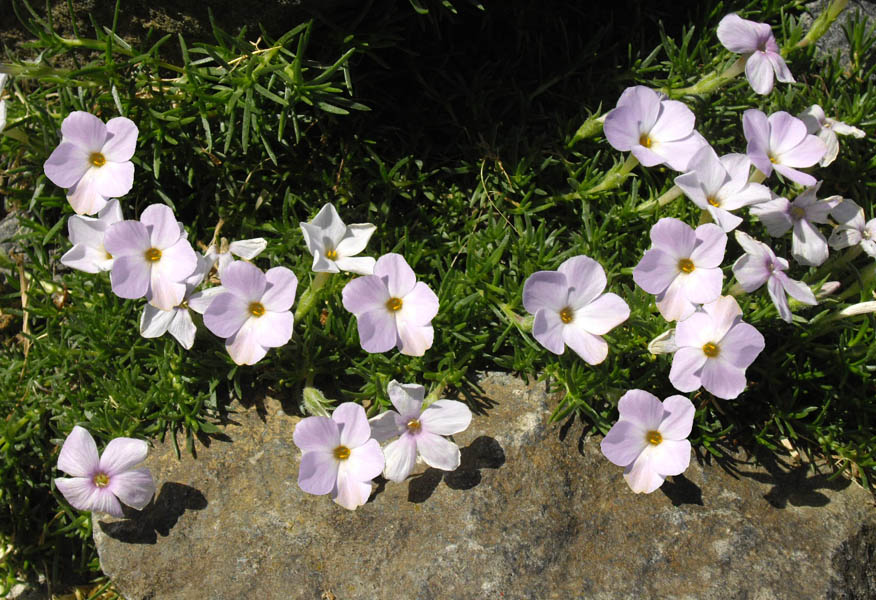 Phlox diffusa photo